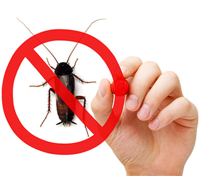 Jim's Termite & Pest Control Qld - Cockroach Pest Control