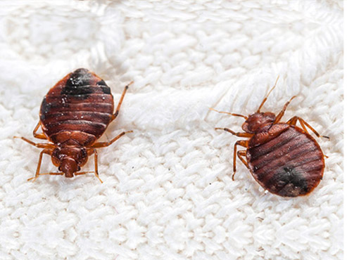 Bed Bug Control