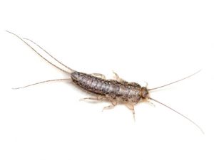 Silverfish Control