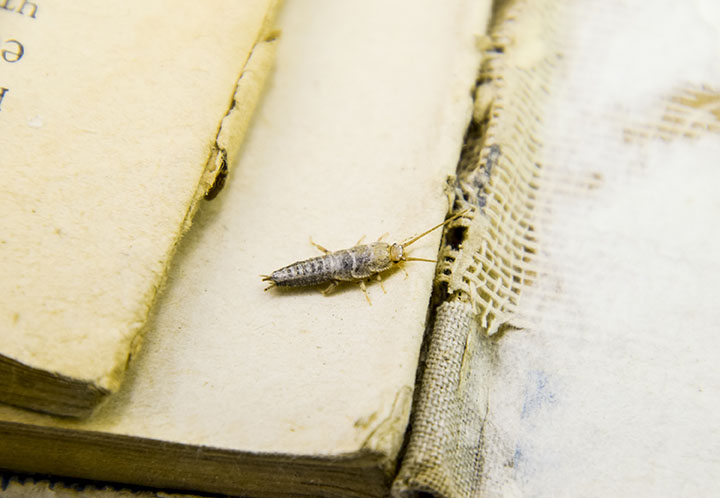 Insect feeding on paper