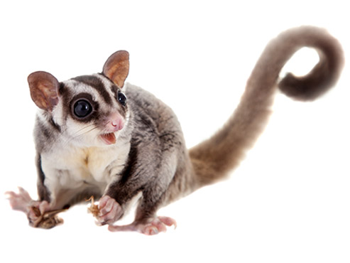 How to get rid of possums in & around Brisbane, QLD