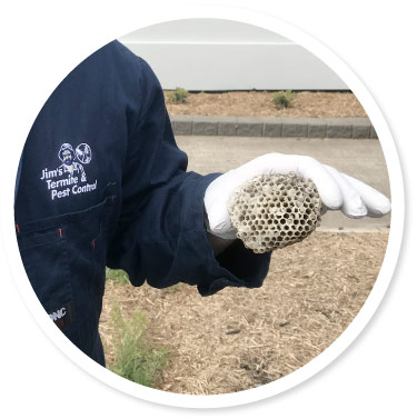 wasp nest removal