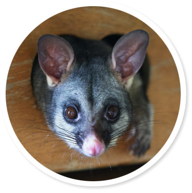 Queensland Possums In The Roof