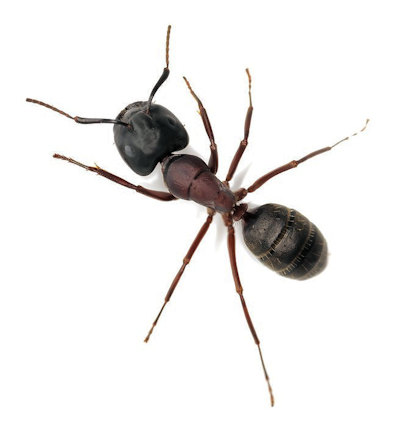 carpentar ant